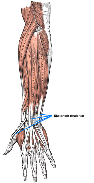 ekstansor-tendon1